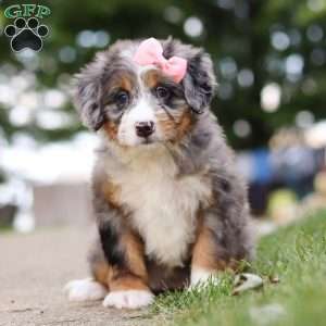 Mrs. O’Leary, Mini Bernedoodle Puppy